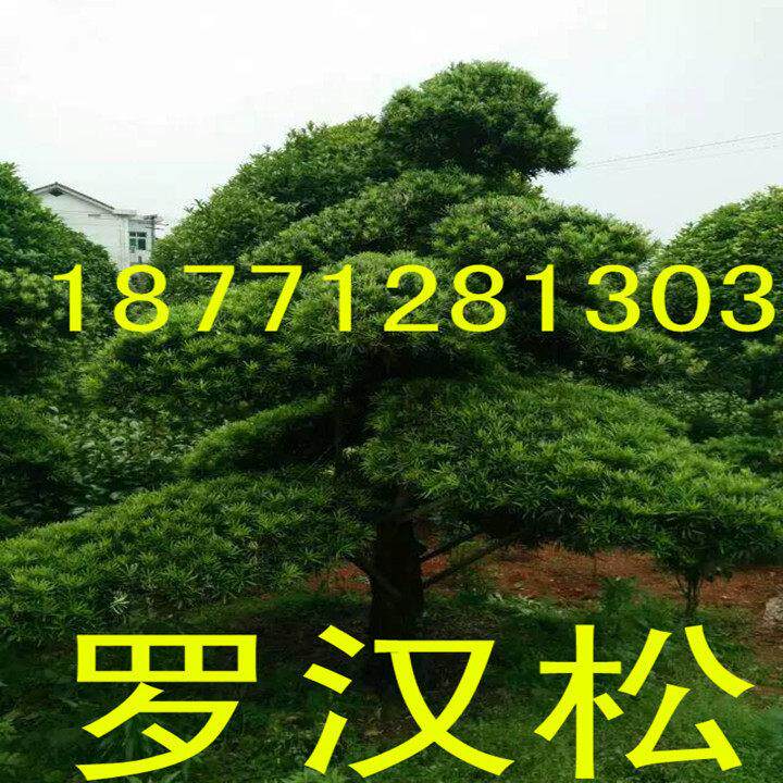 包邮造型专用罗汉松小树苗大树盆景盆栽树桩发货带土球