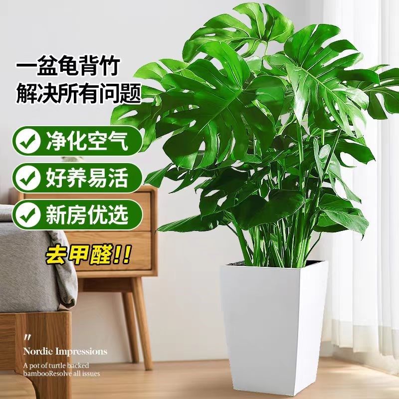 龟背竹客厅大型盆栽老桩植物办公室内四季常青R绿植净化空气吸甲