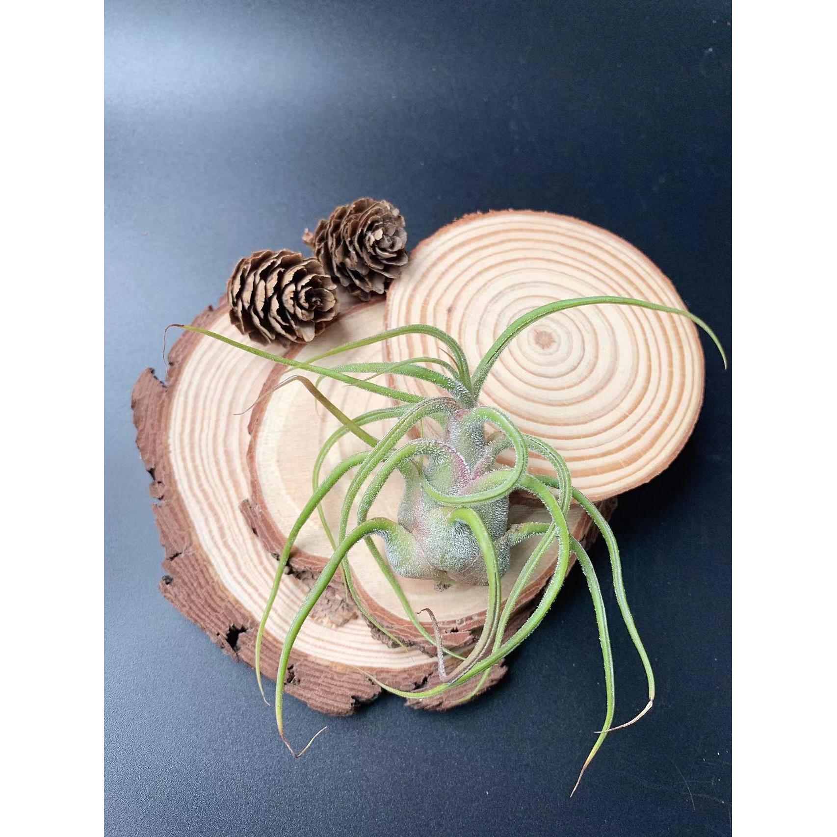 普鲁士-糖霜感可爱小萌物空气凤梨无土植物办公室绿植家居