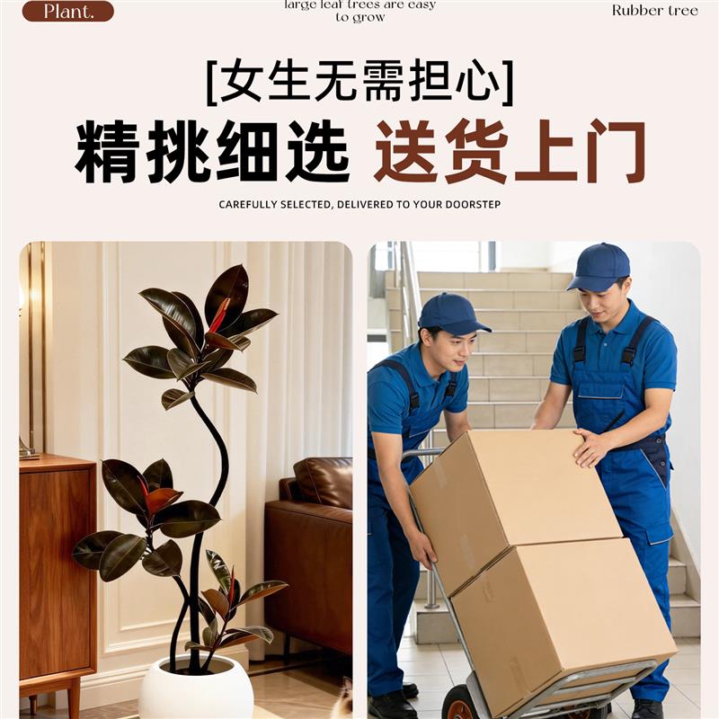 造型黑金刚橡皮树客厅绿植高级感大盆栽植物轻奢办公室内高端好养