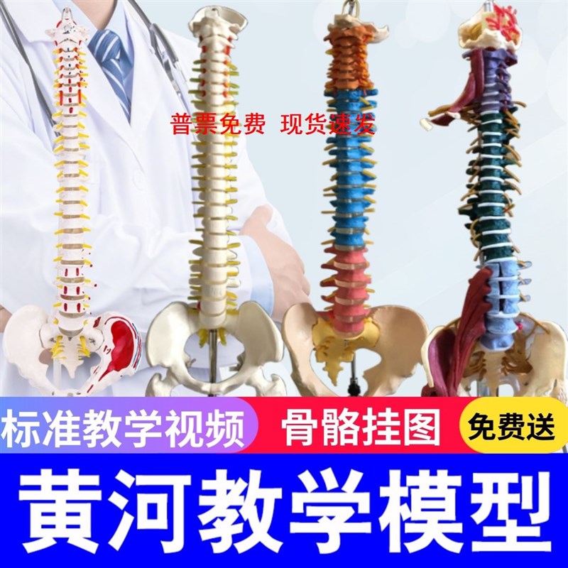 正骨彩色椎体人体脊柱模型人体骨骼模型大脊椎成人1:1带胸椎骨盆