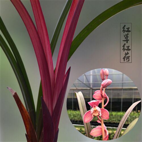 红草红荷 浓香建兰好养绿植花卉D盆栽名贵四季兰荷瓣新品兰花苗
