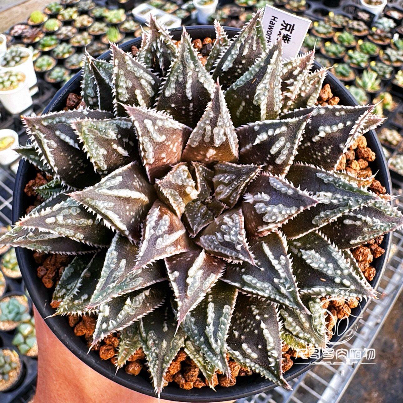 京紫 强刺铭品 美吉杂交 玉露十二卷多肉植物 一物一拍