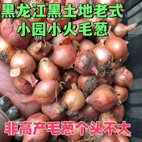 黑龙江小笨毛葱小园火毛葱个头不大属于老品种，非高产毛葱，