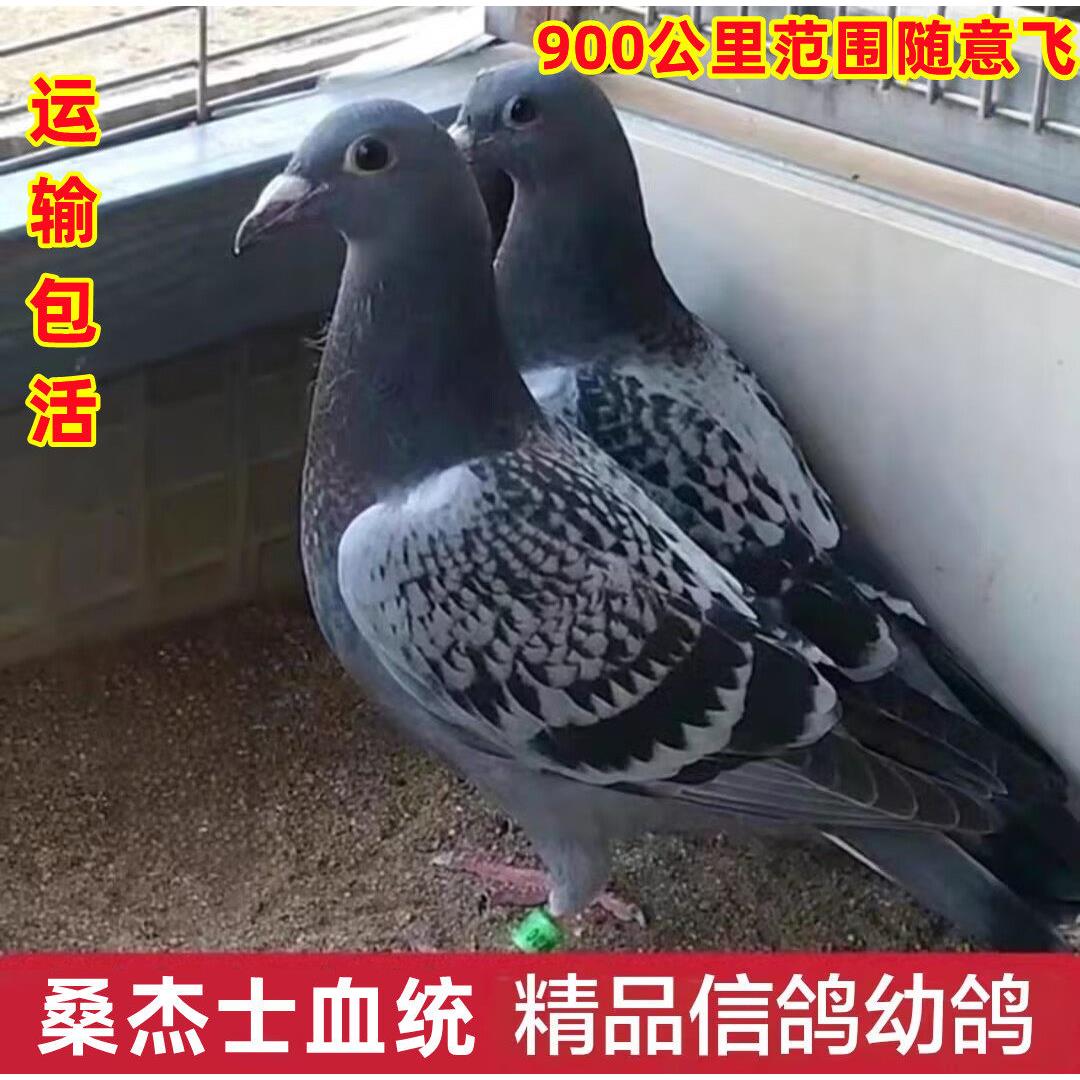 鸽子活体一对信鸽赛鸽血统鸽子代幼鸽种鸽捡漏运输包活
