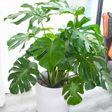 龟背竹盆栽老桩客厅大型绿植物室内四季常青水培富贵竹花卉好养