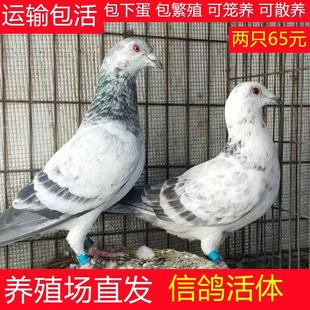 信鸽活体一对活鸽子青年鸽子活物赛鸽苗公棚鸽子瓦灰幼鸽家养鸽子