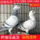 信鸽活体一对活鸽子青年鸽子活物赛鸽苗公棚鸽子瓦灰幼鸽家养鸽子