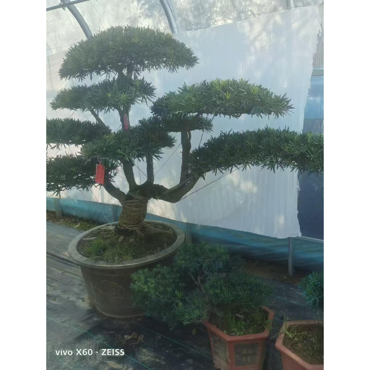 实拍大型罗汉松黑松盆景景观树 罗汉松盆景门口摆放庭院地栽