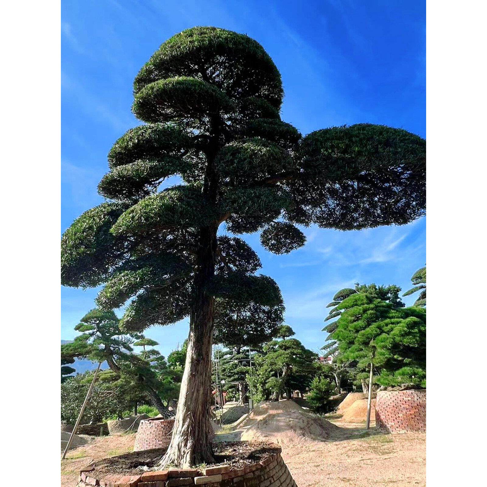 罗汉松大树迎客松黑松庭院盆景造型树别墅大型进口罗汉松景观树