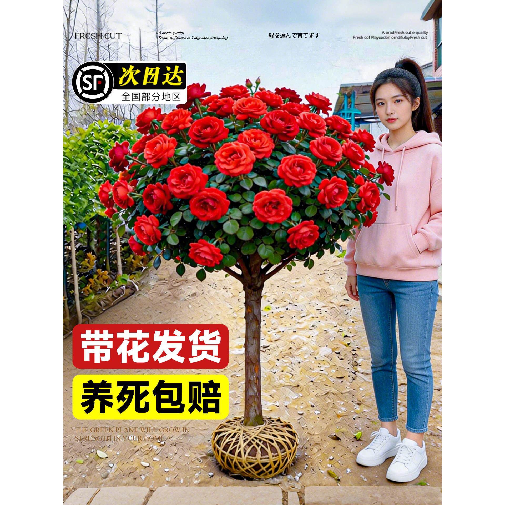红色棒棒糖树桩月季花苗盆栽花卉庭院特大老桩玫瑰花树苗四季植物