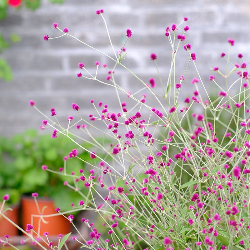 宿根千日红千日小坊花苗种子四季种开花阳台M庭院室内外盆栽易种