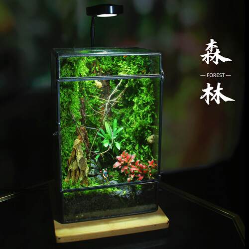 创意室内盆栽植物苔藓微景观生态瓶造景迷你雨林缸爬宠缸流水养鱼