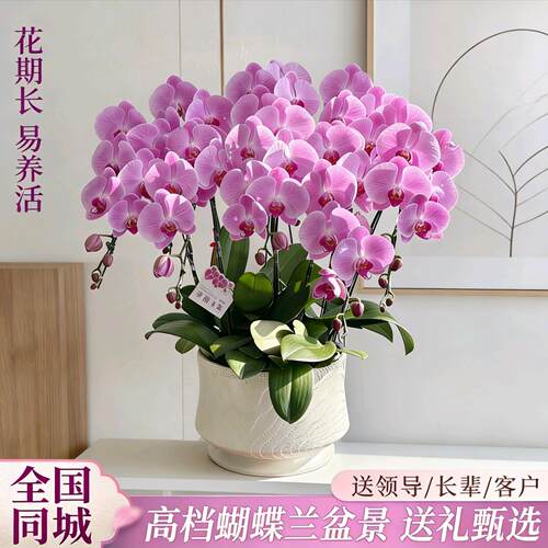 深圳蝴蝶兰盆栽真鲜花速递同城生日庆典开业乔迁年宵花卉全国配送
