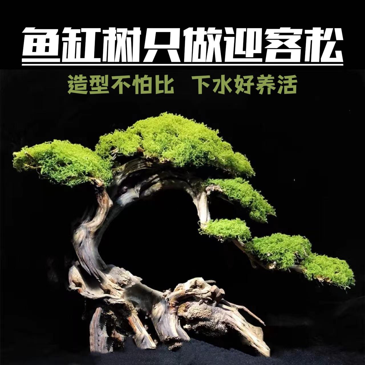 莫斯树成品鱼缸造景沉木迎客松树形骨架草缸水草水榕造景树巴西树