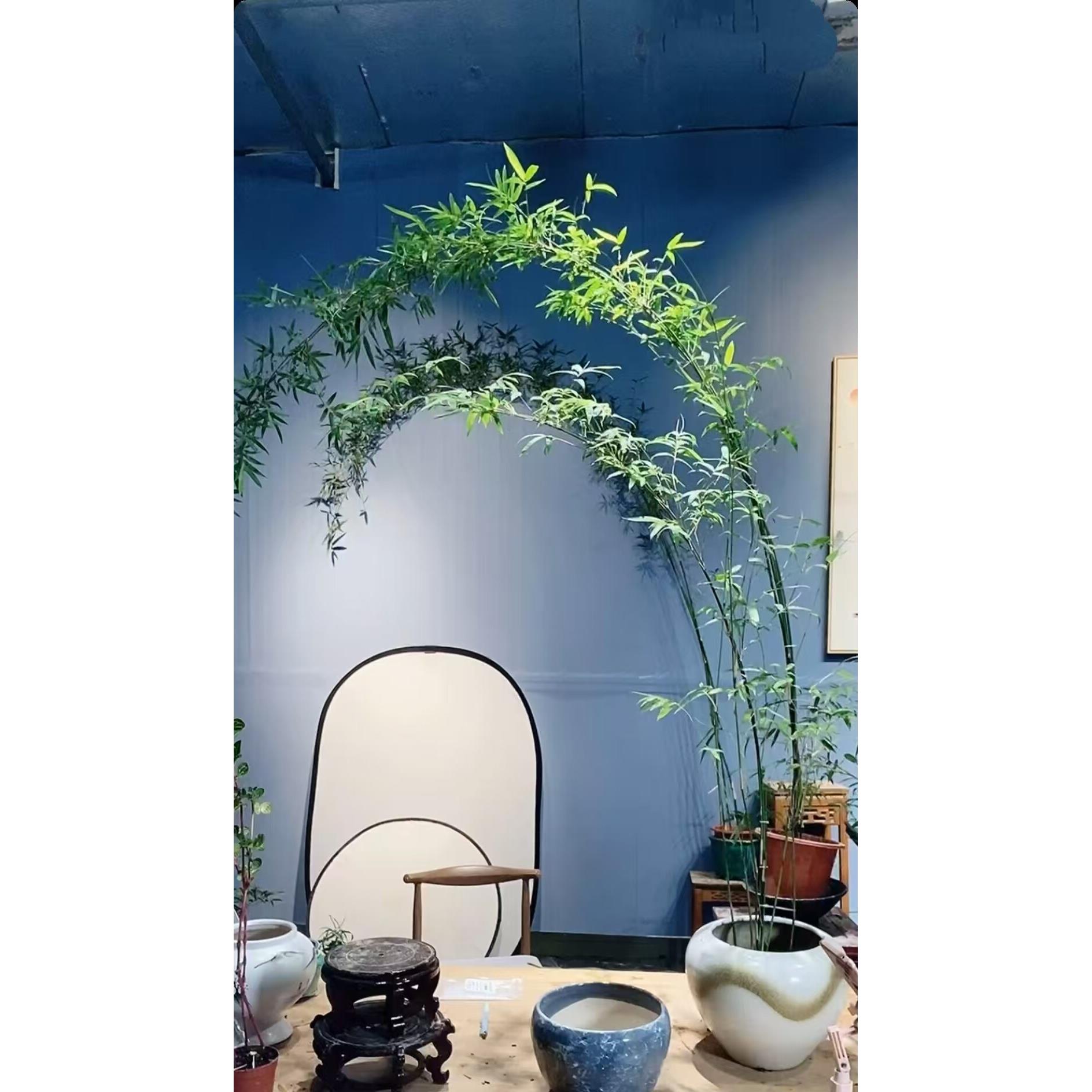 富贵竹绿观音玉竹竹子盆栽茶桌前台接待室客厅背景墙大型竹子竹苗