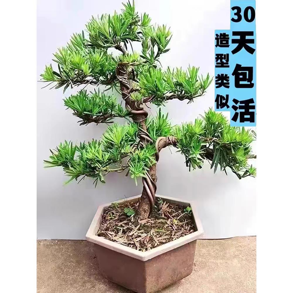 罗汉松盆景树苗小叶老桩雀舌罗汉松造型树迎客松办公室内桌面盆栽