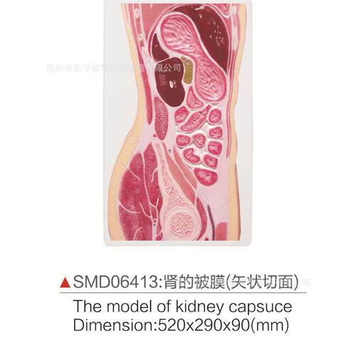 SMD06413肾的被膜（矢状切面）