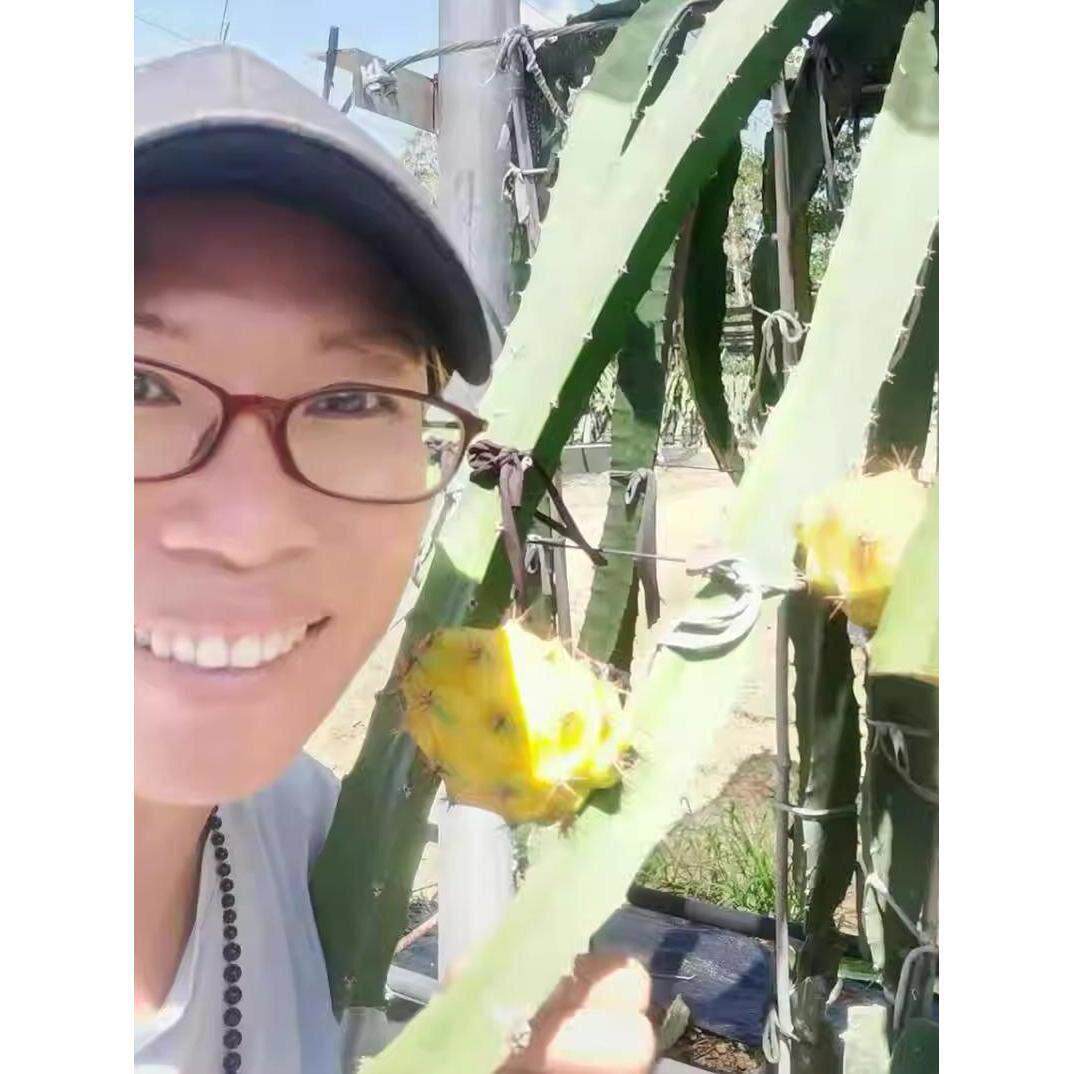 【王姐庄园】海南热带水果陵水燕窝果麒麟果4斤礼盒装京东包邮