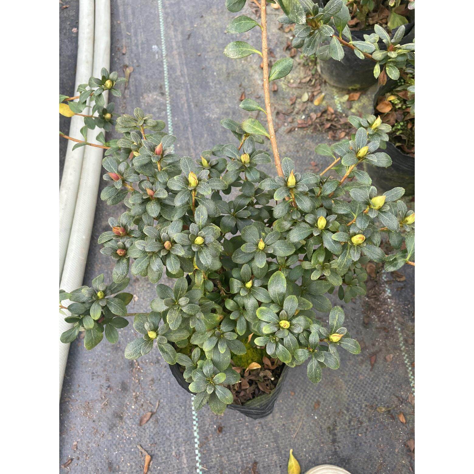 皋月杜鹃绢之舞耐寒耐热