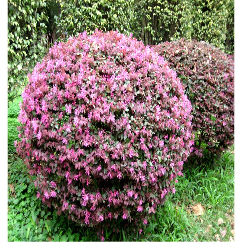 红花继木苗庭院植物绿化工程小球红继木苗黑珍珠常青篱笆树苗包邮