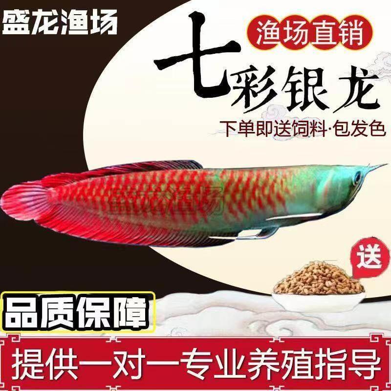 银龙鱼活鱼观赏鱼招财鱼热带鱼七彩银龙鱼七彩金龙鱼鱼苗风水招财