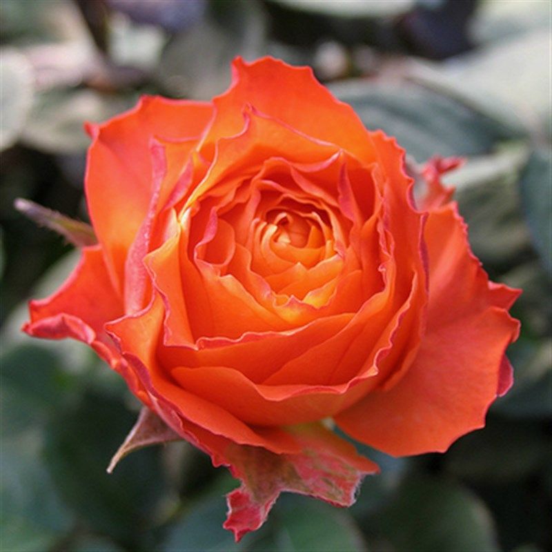 欧月浪漫橙色月季花大包子灌木切花庭院阳台M四季开花橙色盆栽花,鲜花速递/花卉仿真/绿植园艺,土壤覆盖物,淘宝优惠券,粉丝福利购,淘宝优惠卷