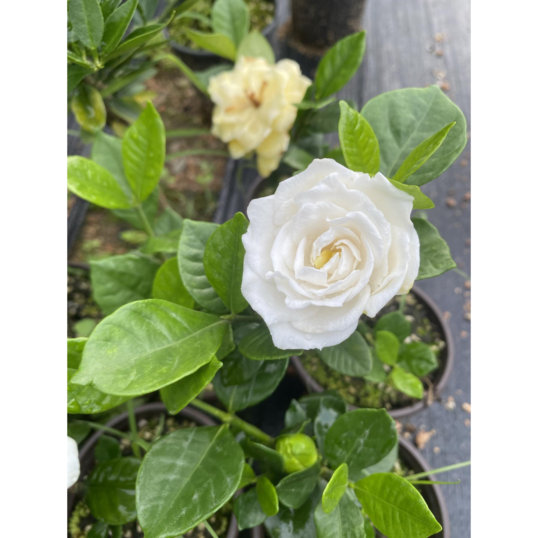 法莲栀子花 重瓣浓香多季开花绿植花卉盆栽盆景素材苗