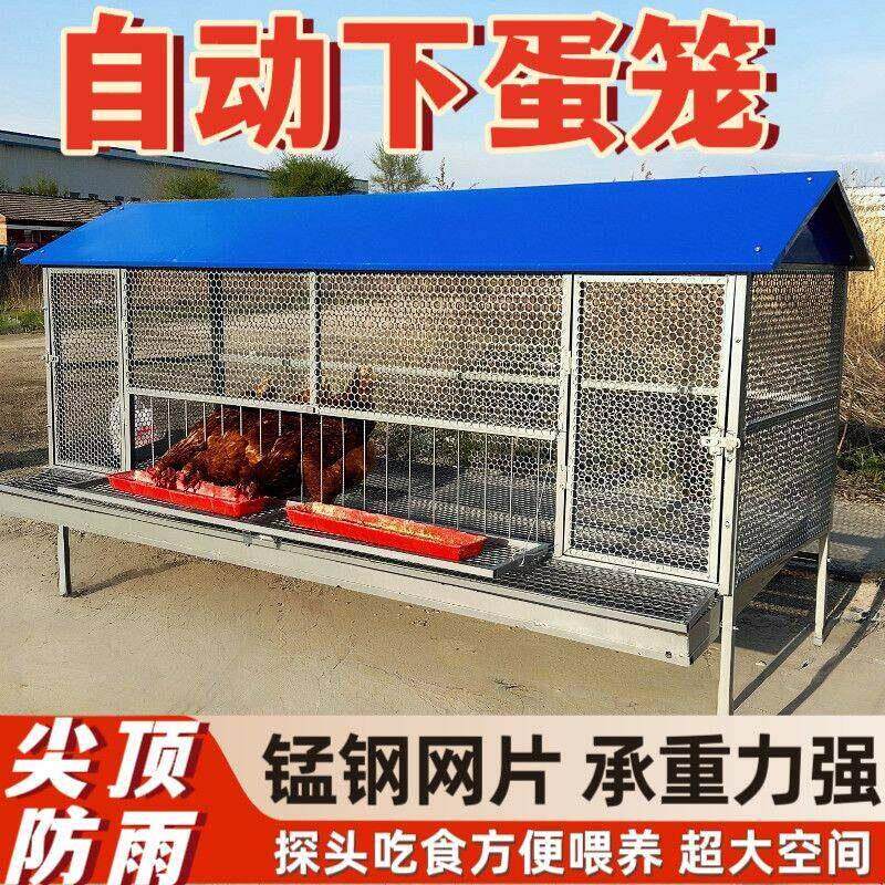 尖顶养殖笼母鸡下蛋笼自动收蛋储蛋笼防啄蛋鸡专用防黄鼠狼家禽笼