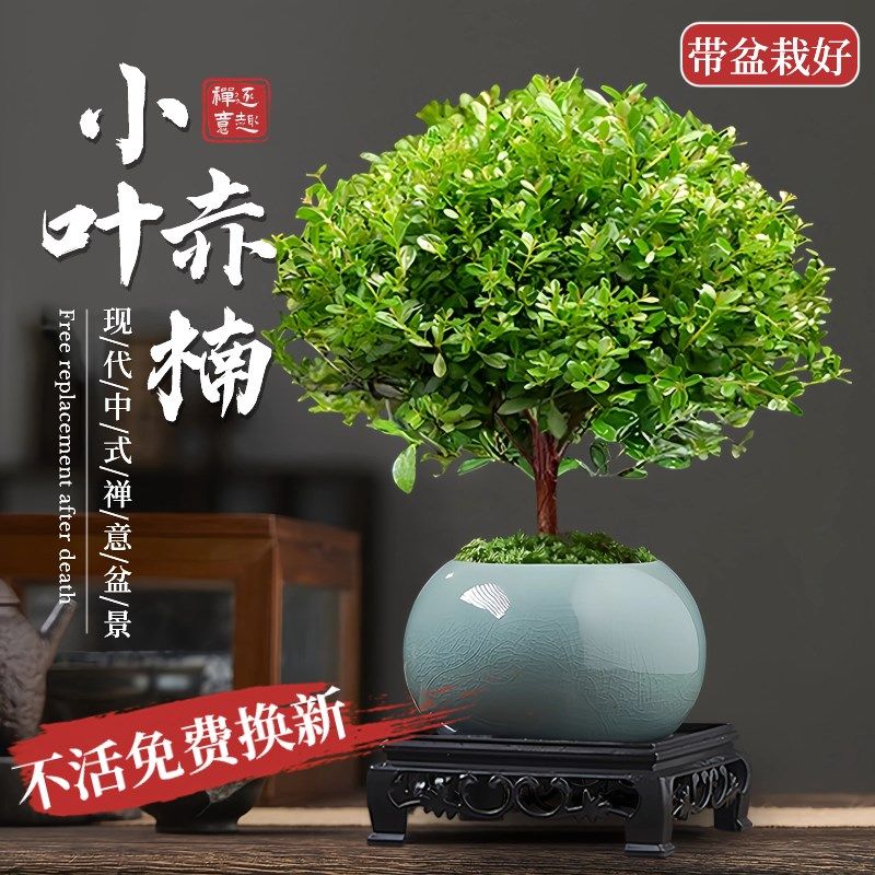 小叶赤楠盆景老桩金丝p楠木盆栽室B内办公室桌面绿植物四季好养花