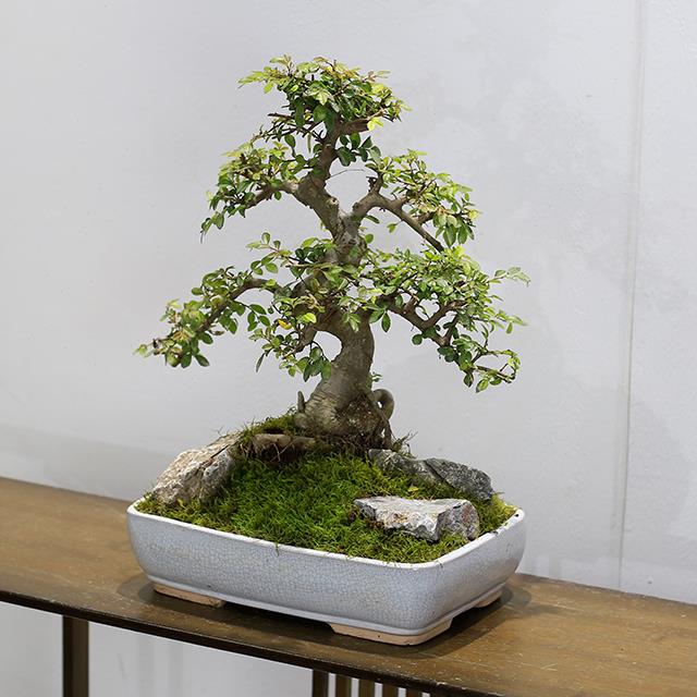 小叶榆树造型老桩盆景矮霸榔榆植物室内客厅办公室绿植阳台庭院
