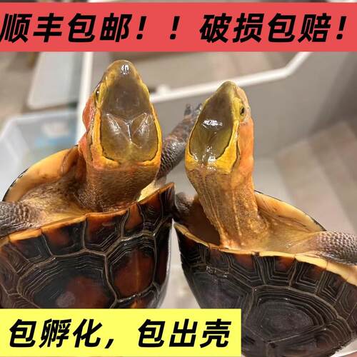 安缘台龟苗黄缘龟幼龟蛋闭壳观赏宠物乌龟活体高背龟陆地金钱龟