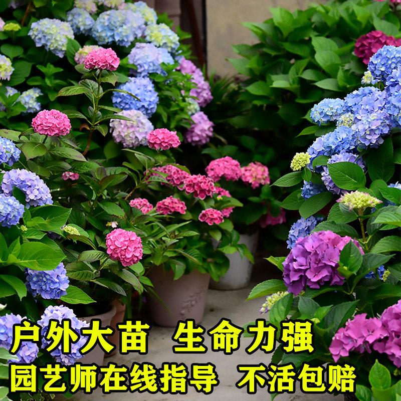 大花绣球无尽夏高档盆栽 5加仑阳台庭院爆米花湖蓝绣球 植栽易活