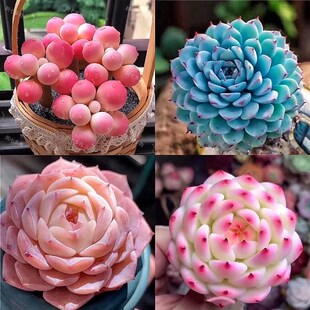 多肉小盆栽稀有品种名贵花卉大全肉肉蓝石莲绿P植花盆阳台室内盆