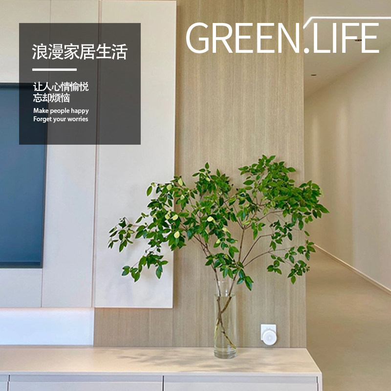 雀舌杜鹃鲜切枝条水培植r物客厅装饰室内盆栽懒人易活好养无土花
