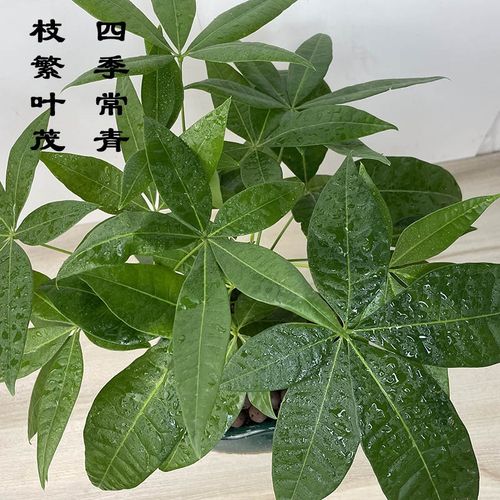 三杆发财树盆栽室内植物招财客厅办公室桌面四季好养活开业送礼