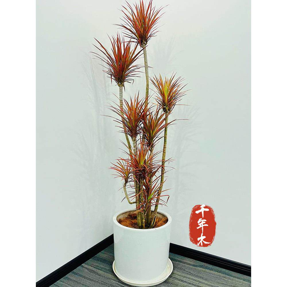 成都卉森千年木盆栽个性化定制橱窗展厅观叶花卉盆景同城送货上门