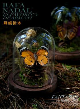 蝴蝶标本装饰摆件昆虫玻璃盖微景观生态动植物干花主题展示摆件