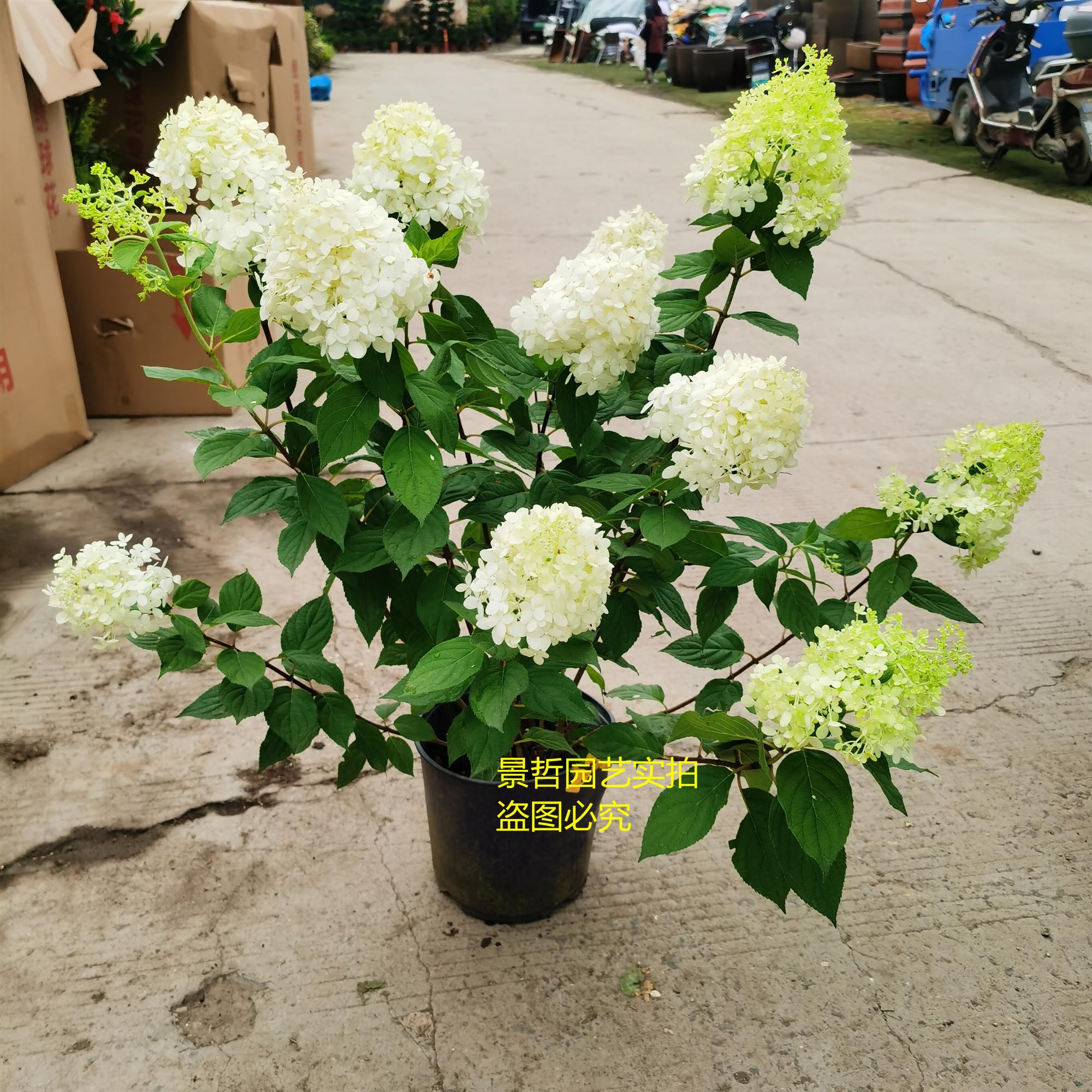 香草草莓圆锥绣球石灰灯耐晒耐寒灌木室外庭院花卉植物盆栽苗
