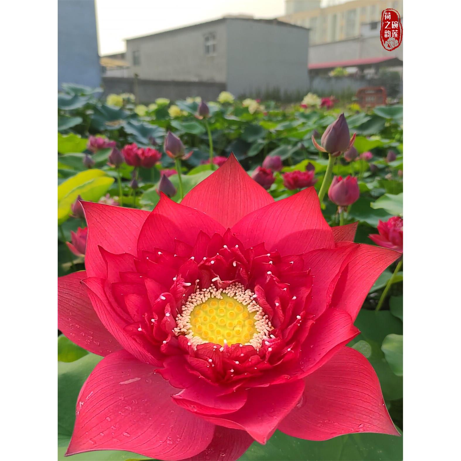 雨落倾城大型观赏荷花碗莲种藕苗子盆栽荷花种苗阳台庭院鱼池睡莲