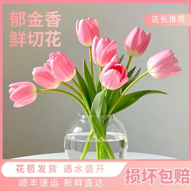 粉色郁金香鲜花水培插花花束婚礼手捧花郁金香鲜切花云南基地直发