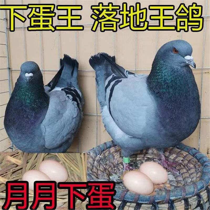 元宝鸽纯种鸽子活物一对特大型落地王种鸽子活体肉鸽信鸽观赏 青