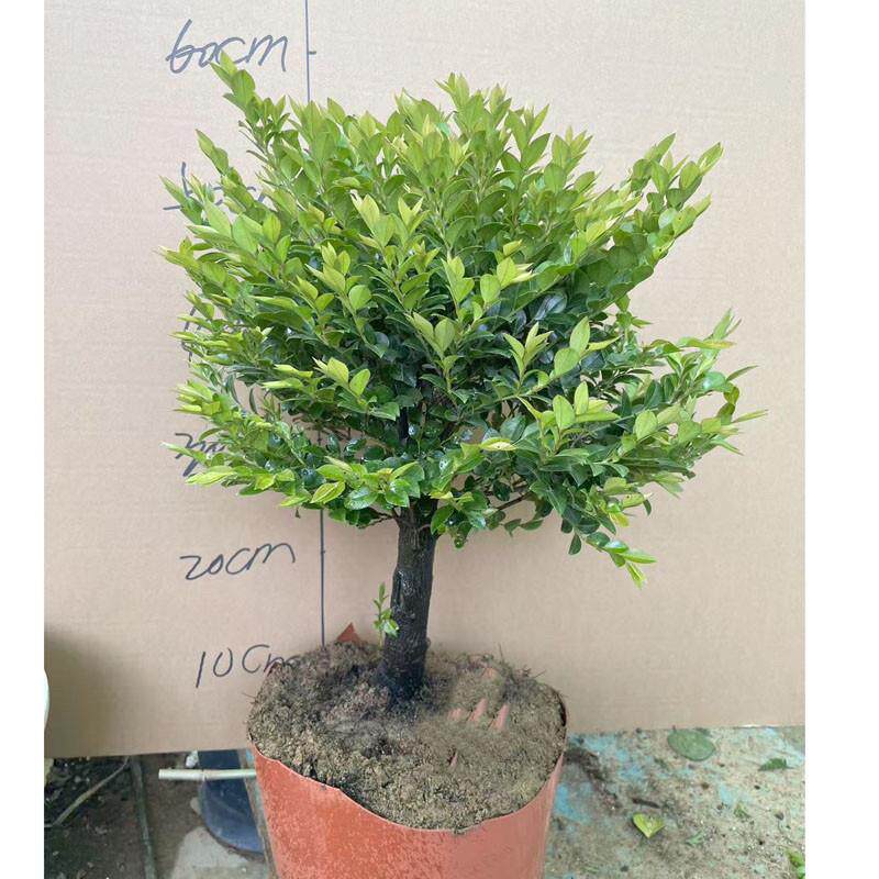 小叶紫檀树苗紫檀盆景四季常青植物观叶花卉盆栽四季好养盆景