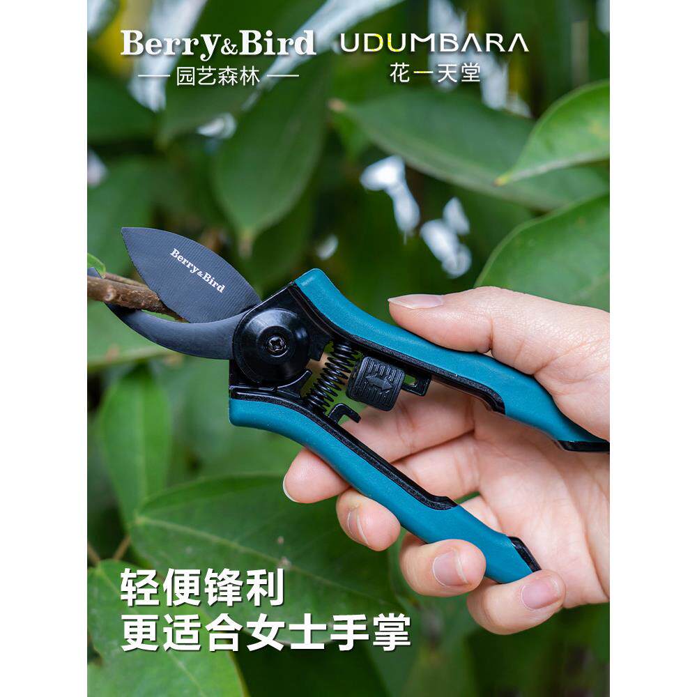 浆果和鸟多肉花剪刀园艺剪刀修剪剪刀家用热绿色植物盆栽花剪刀省