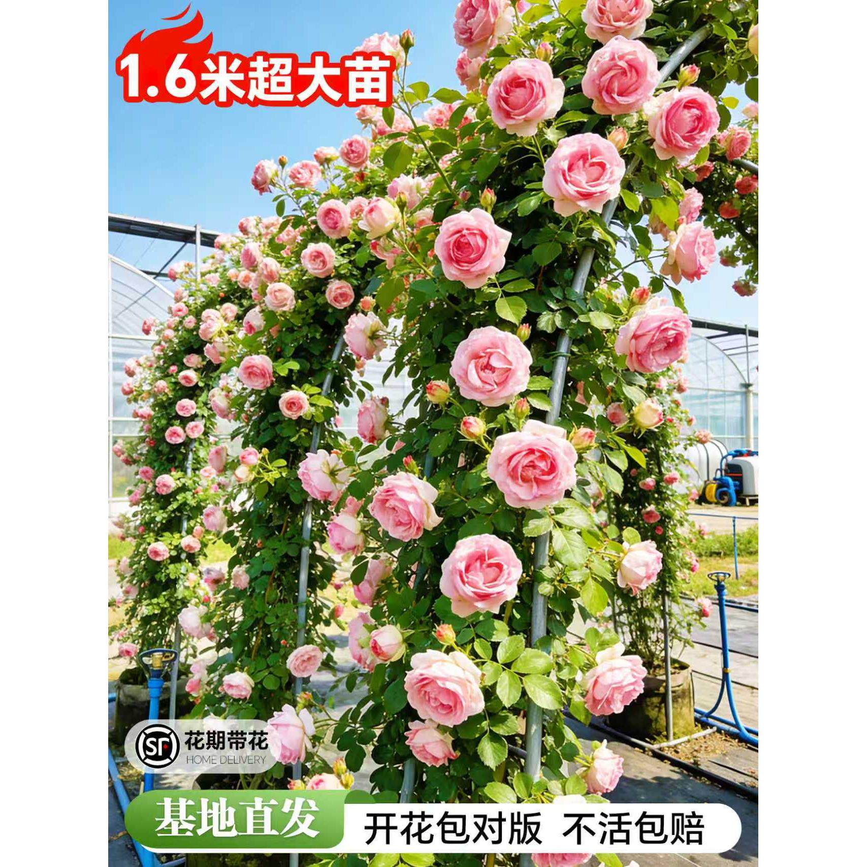 粉色达芬奇爬藤月季蔷薇花苗特大花苗多季开花卉阳台庭院爬墙植物