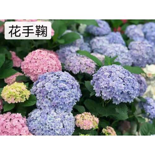 绣球花盆栽大苗庭院阳台花卉植物四季开花好养活多拍超连结