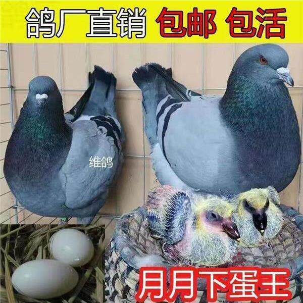 鸽子一对肉鸽元宝下蛋种鸽落地活物王鸽便宜信鸽繁殖青年活体