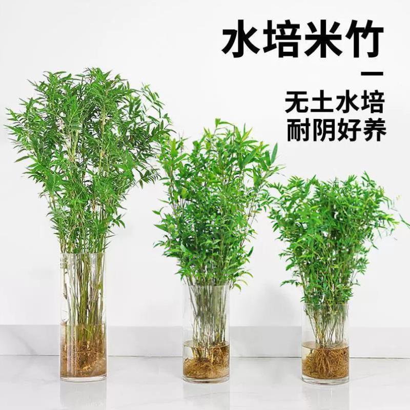 水培植物米竹盆栽室内带根水养凤尾富贵竹子客厅桌面好养绿植盆景