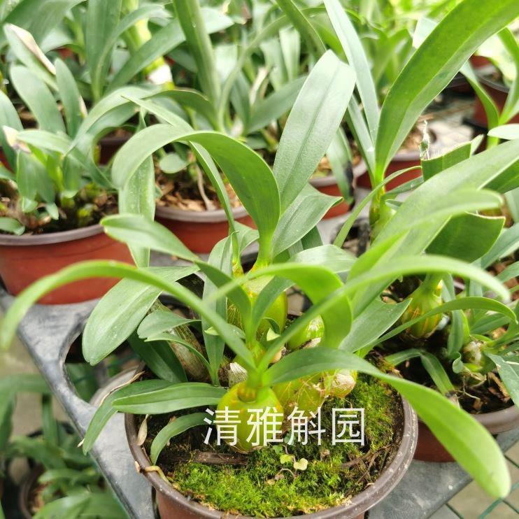 鼓槌石斛苗花卉绿植盆栽室内室外阳台植物VS铁皮多肉绿萝