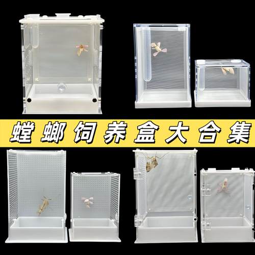螳螂饲养盒磁吸开门造景活体昆虫树蛙爬虫鸣虫跳蛛宠物饲养箱箱网